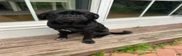Jug dogs for sale: Milo - Ad 4
