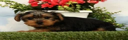Yorkshire Terrier dogs for sale: Lincoln - Ad 3