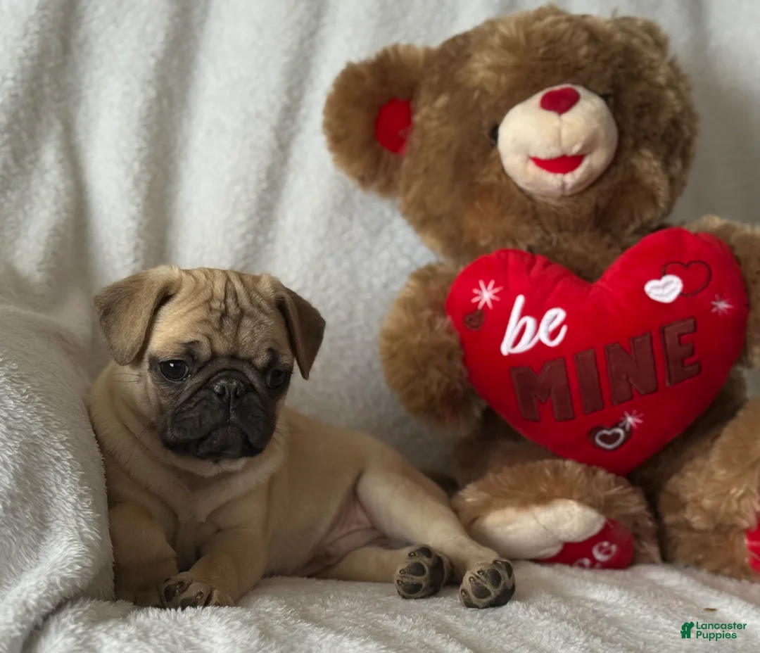 Pug dogs for sale: Parley - Ad 4