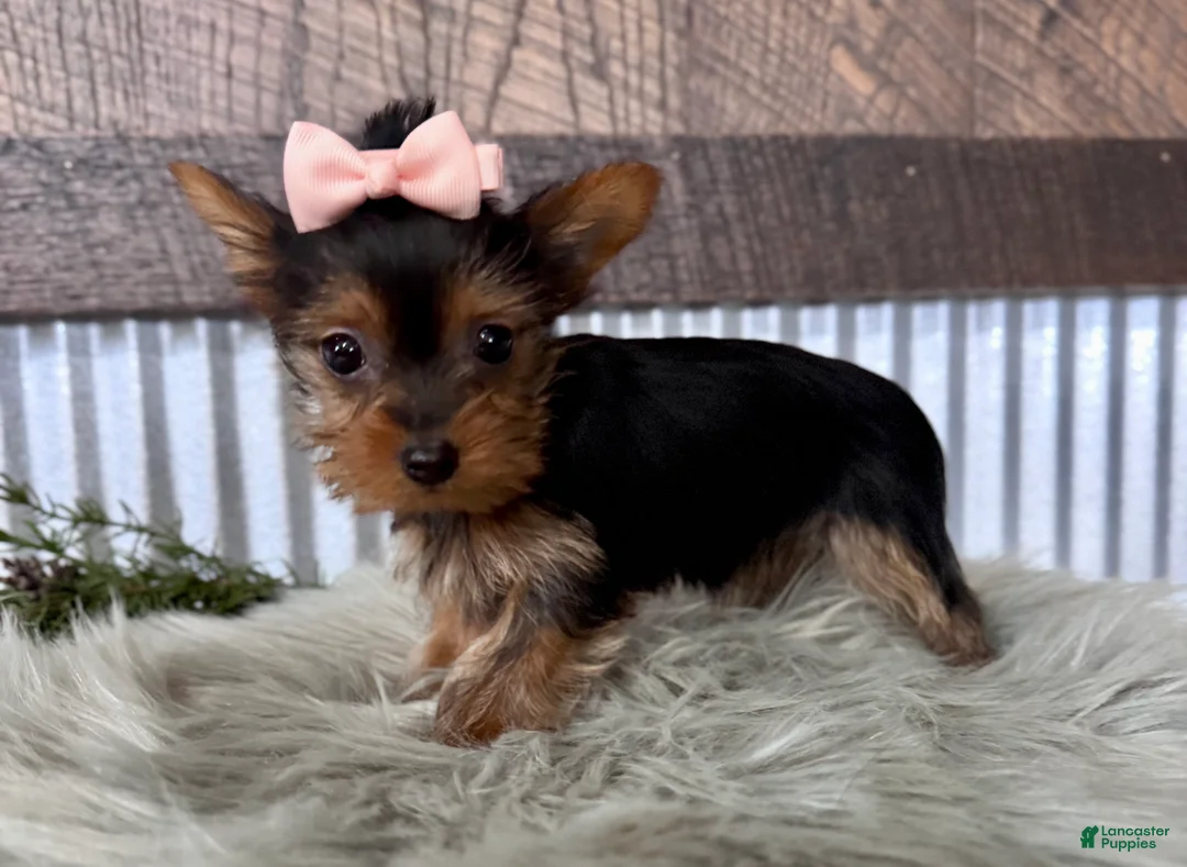 Yorkshire Terrier dogs for sale: Izzy - Ad 1