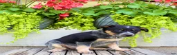 Australian Cattle Dog dogs for sale: Sandra - Ad 4