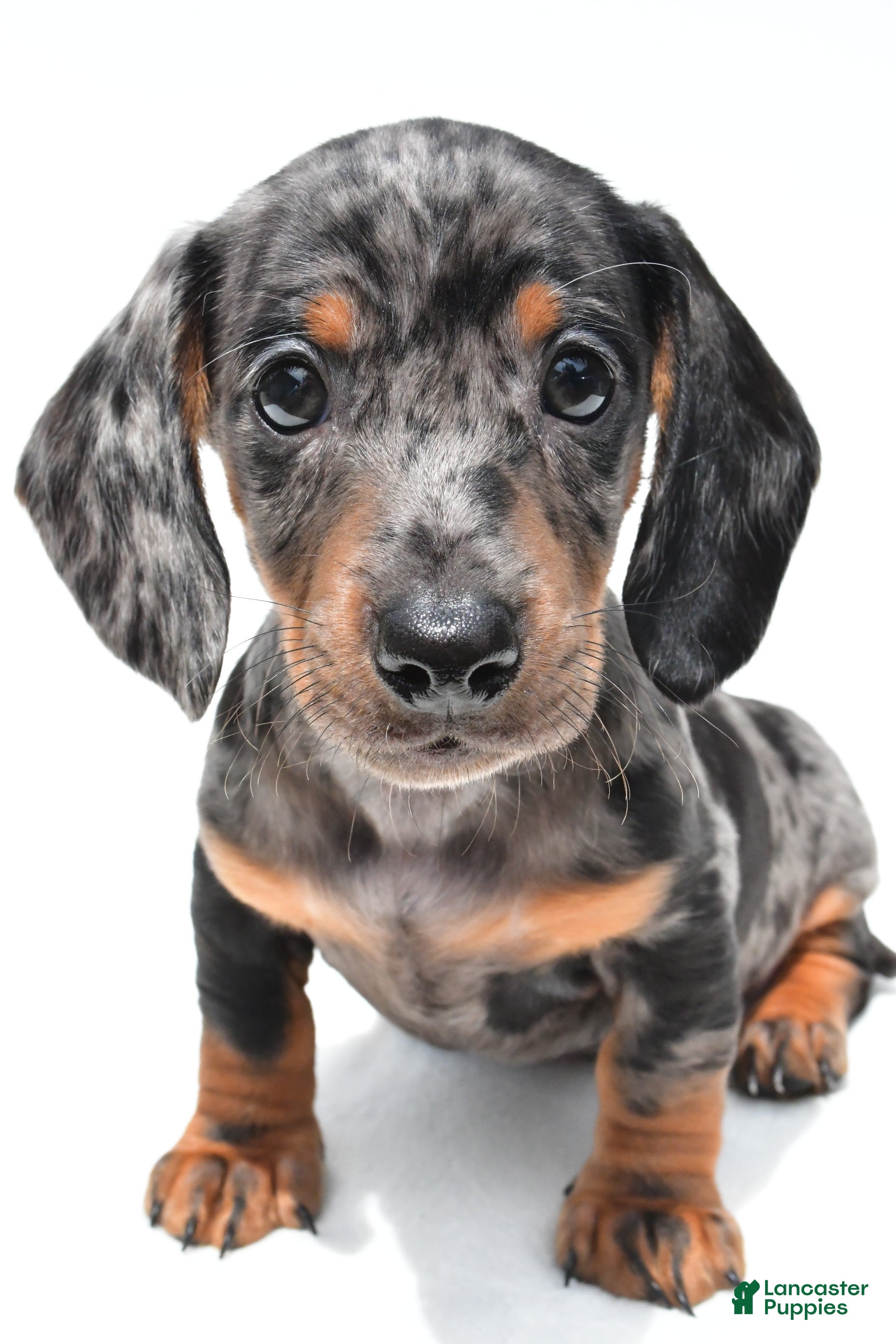 Miniature Dachshund dogs Kade  - Ad 1
