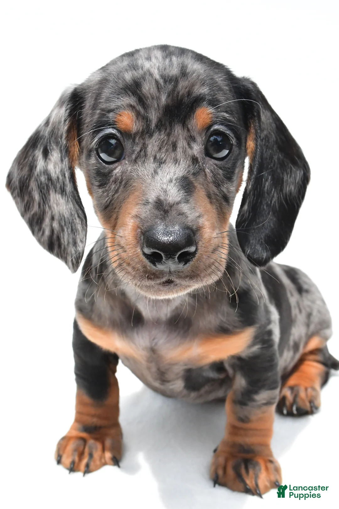 Miniature Dachshund dogs for sale: Kade  - Ad 2