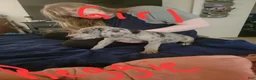 Great Dane dogs for sale: Great Dane 7 - Ad 4