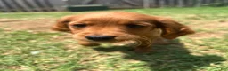 Mixed Breed dogs for sale: Lulu - Ad 3