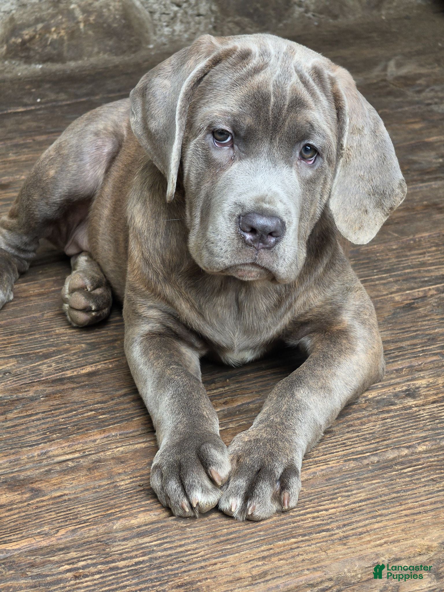 Cane Corso dogs Cane Corso 1 - Ad 2