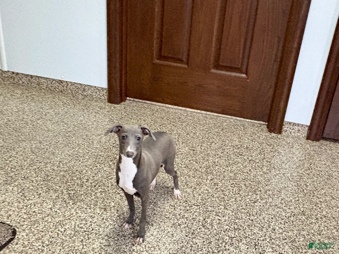 Italian Greyhound dogs for sale: Henry - Ad 6