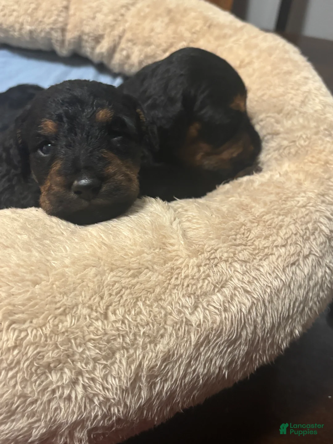 Yorkiepoo dogs for sale:  Cookie  - Ad 2