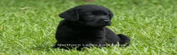 Labrador Retriever dogs for sale: Edward - Ad 2