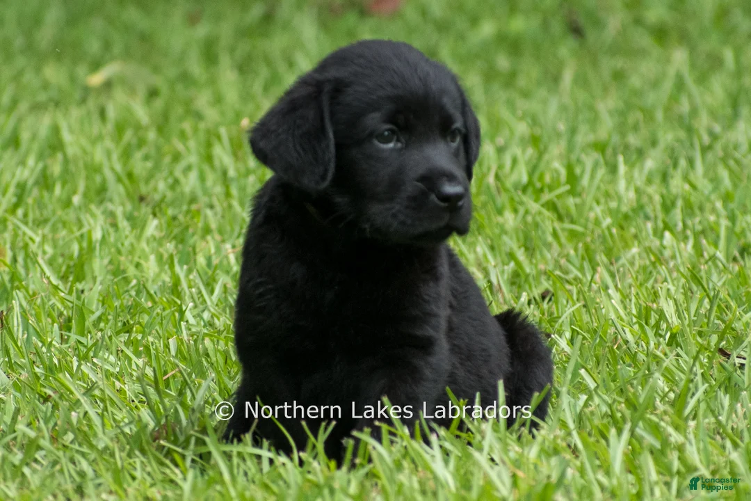 Labrador Retriever dogs for sale: Edward - Ad 2