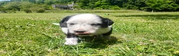 Mixed Breed dogs for sale: Mixed Breed Puppy 6 - Ad 7