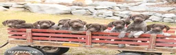 German Shorthaired Pointer dogs for sale: Darcy - Ad 5