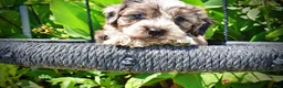 Havapoo dogs for sale: Icon - Ad 3