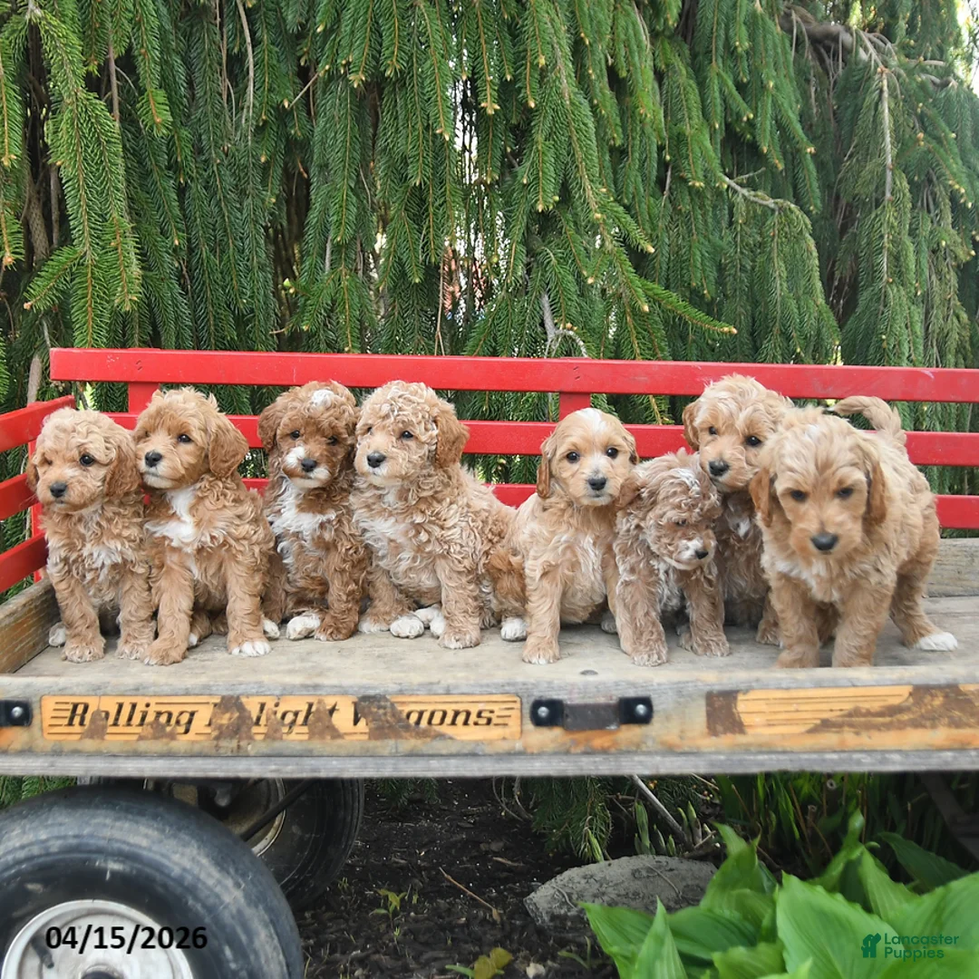 Goldendoodle dogs for sale: Misty - Ad 5