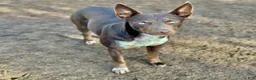 Australian Kelpie dogs for sale: Australian Kelpie 1/4 Mcnab Border Collie - Ad 6