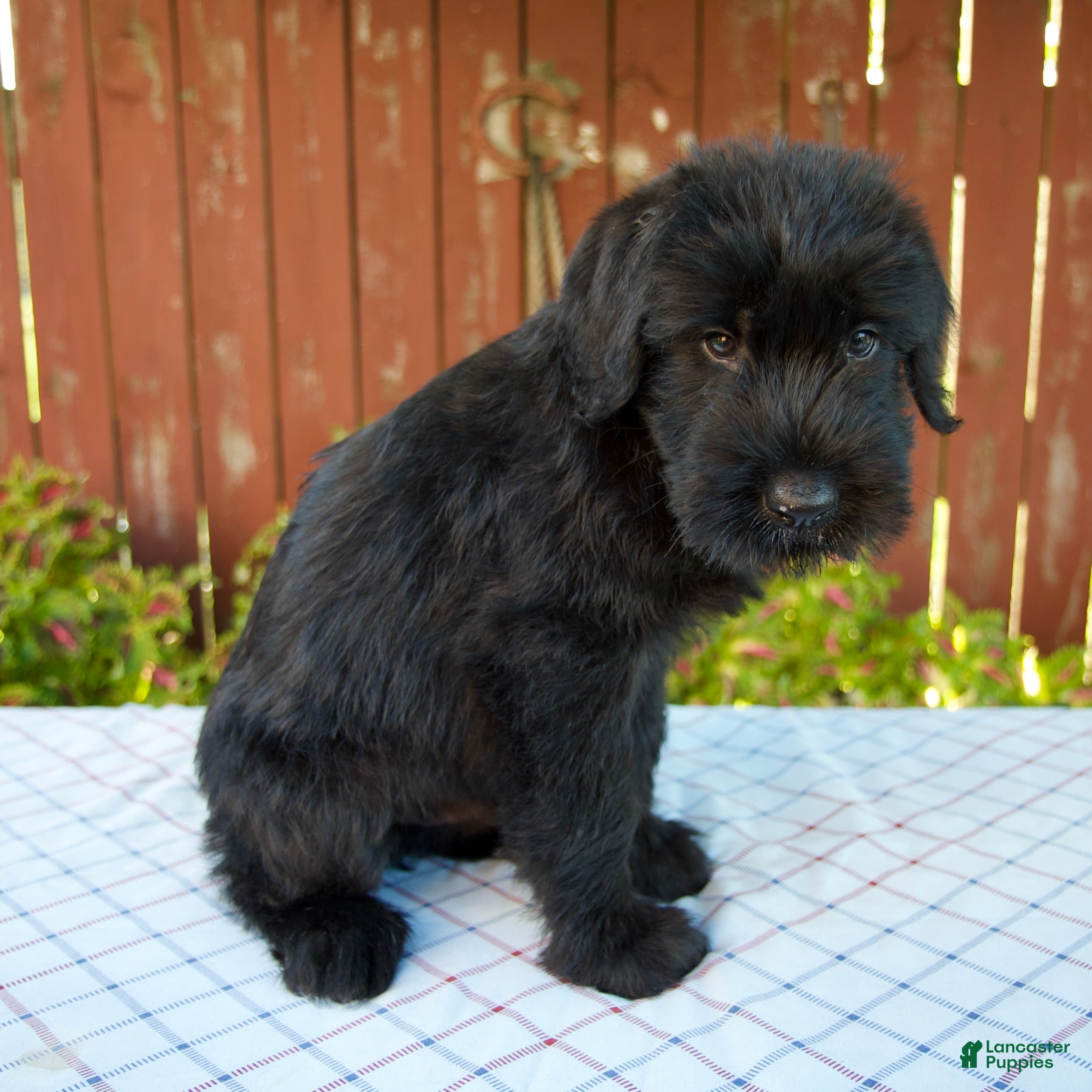 Giant Schnauzer dogs Orus - Ad 2