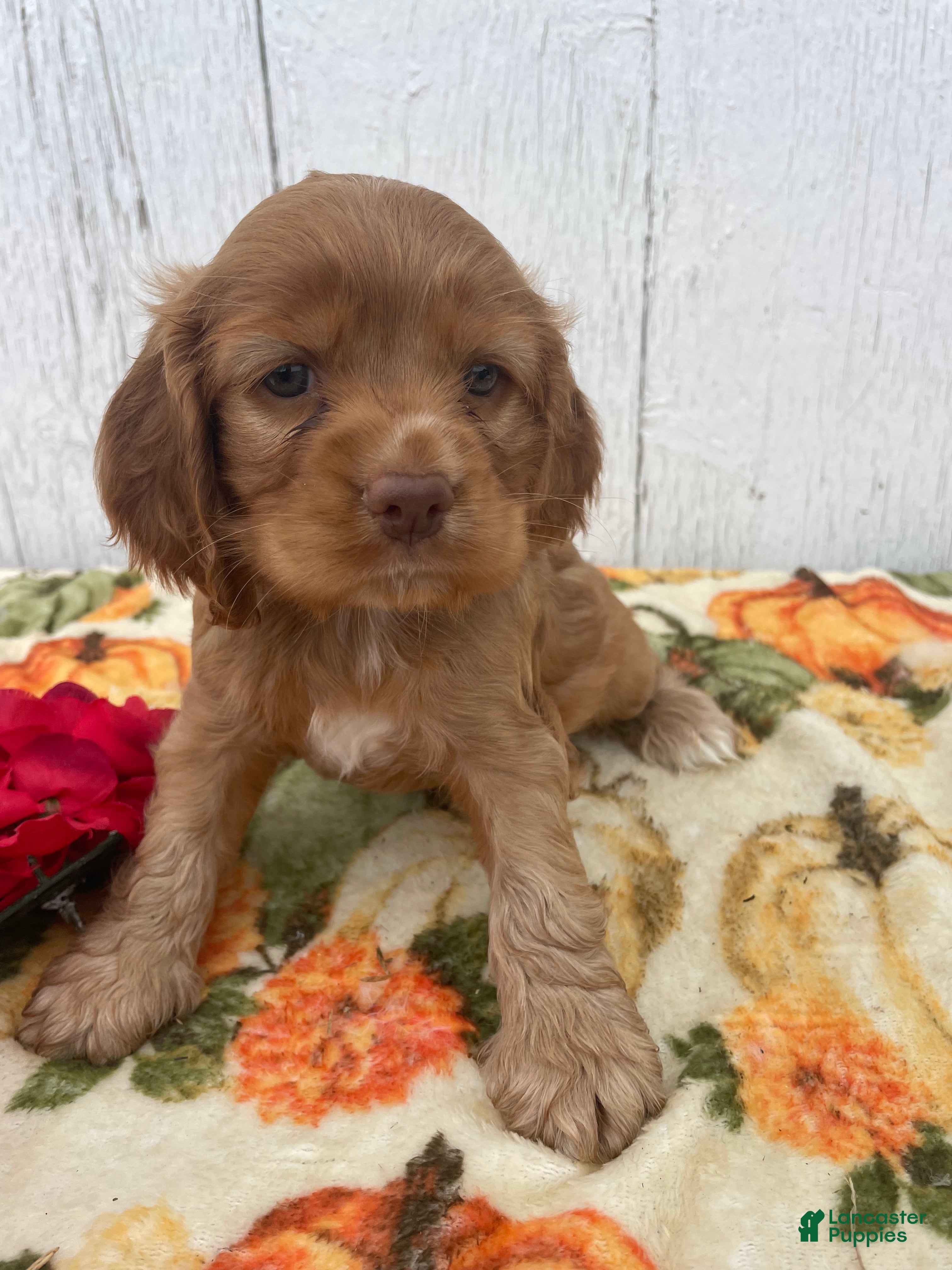 Cocker Spaniel dogs Star - Ad 23