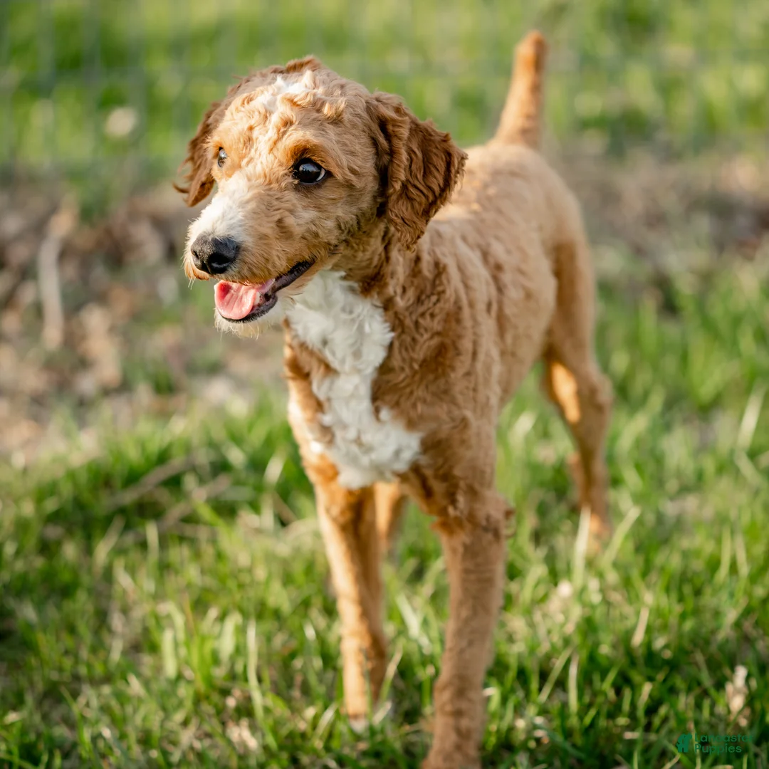 Miniature Poodle dogs for stud: Benji - Ad 5