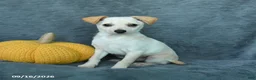 Mixed Breed dogs for sale: Huckleberry - Ad 3
