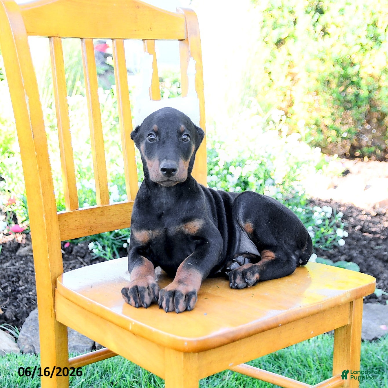 Doberman Pinscher dogs Lassie - Ad 1