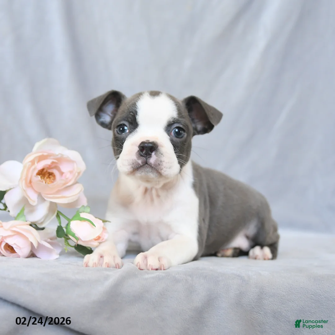 Boston Terrier dogs for sale: Flower - Ad 4
