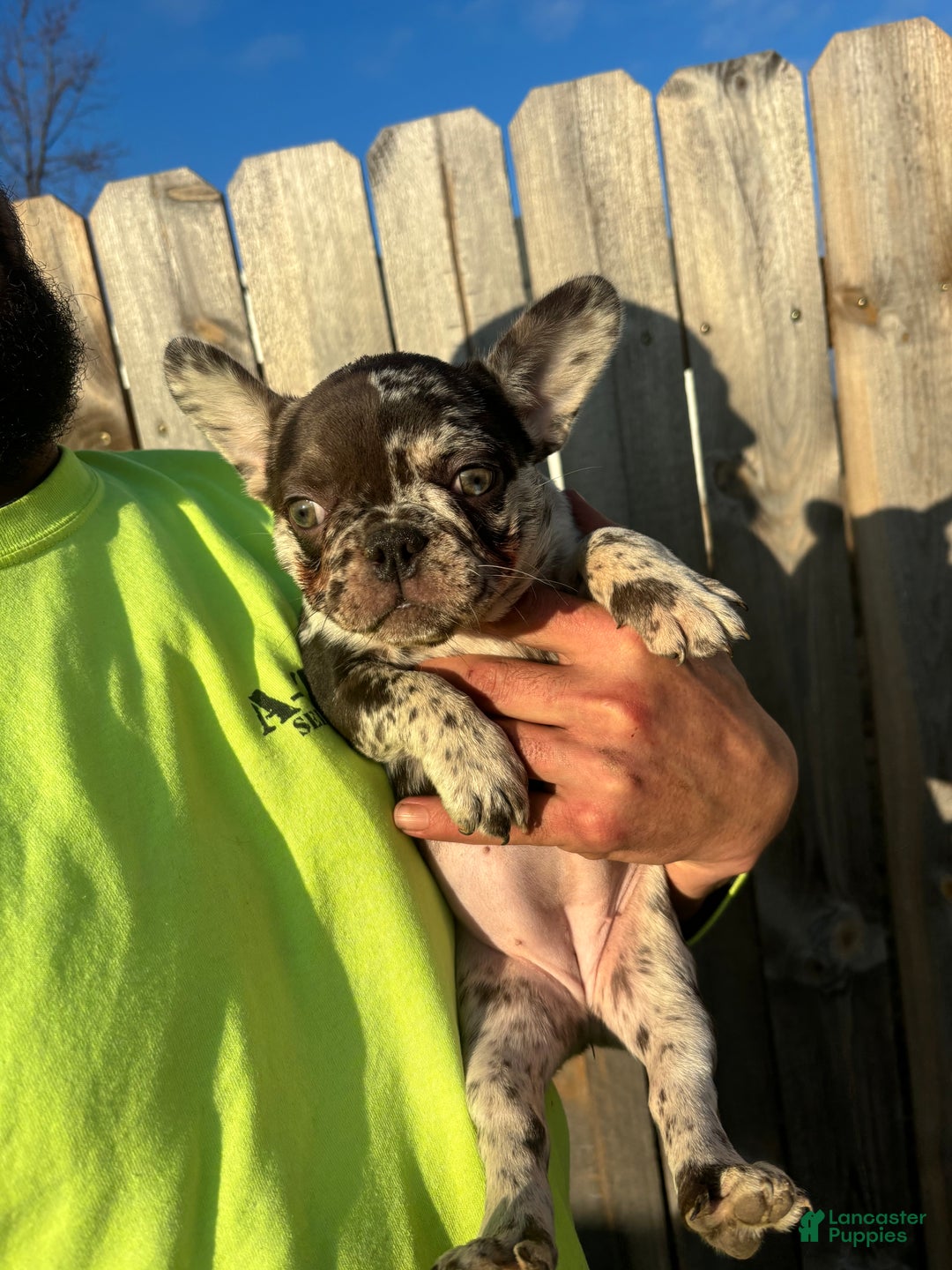 French Bulldog dogs for sale: French Bulldog Puppy 2 - Ad 3