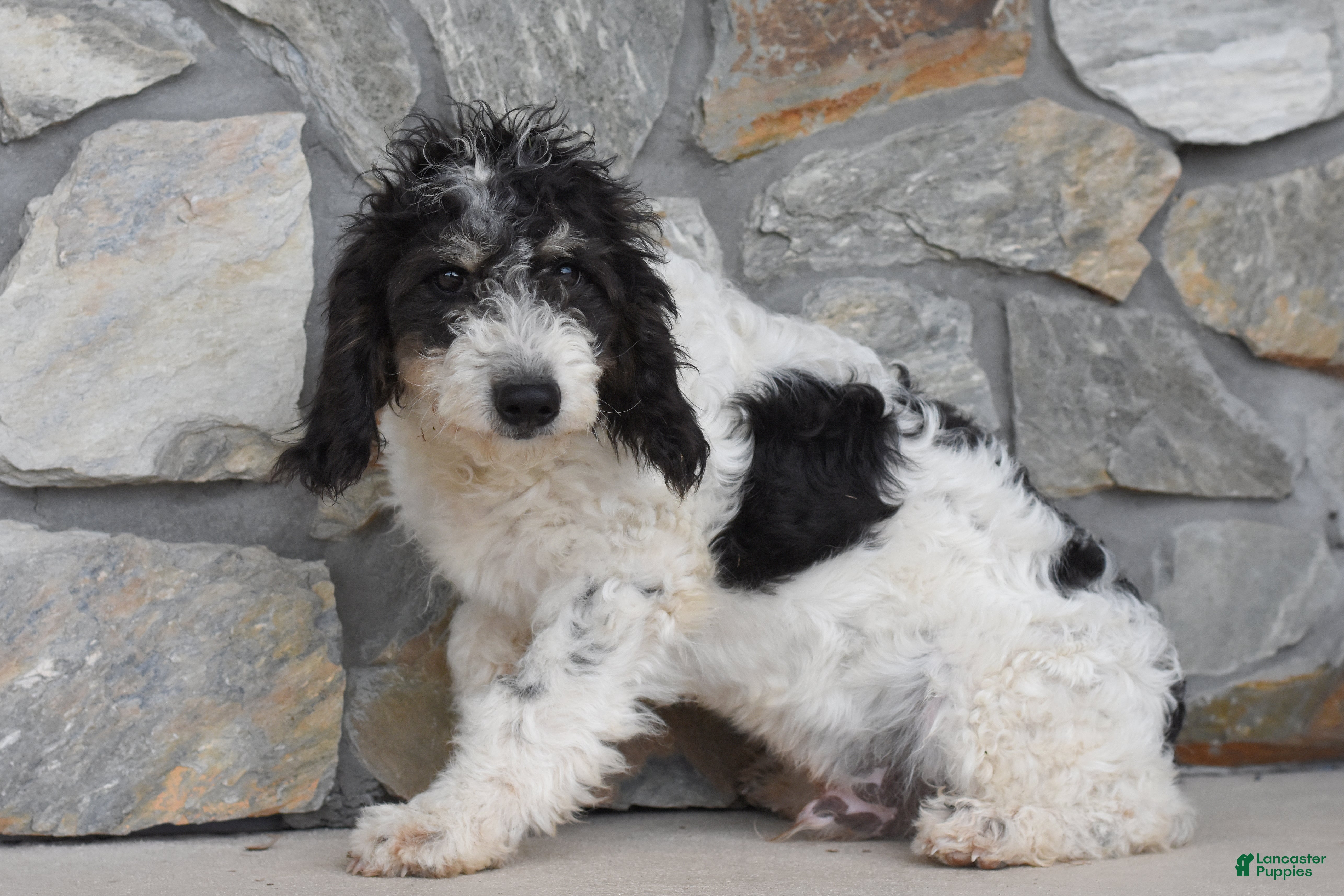 Mini Goldendoodle dogs Aaron - Ad 2