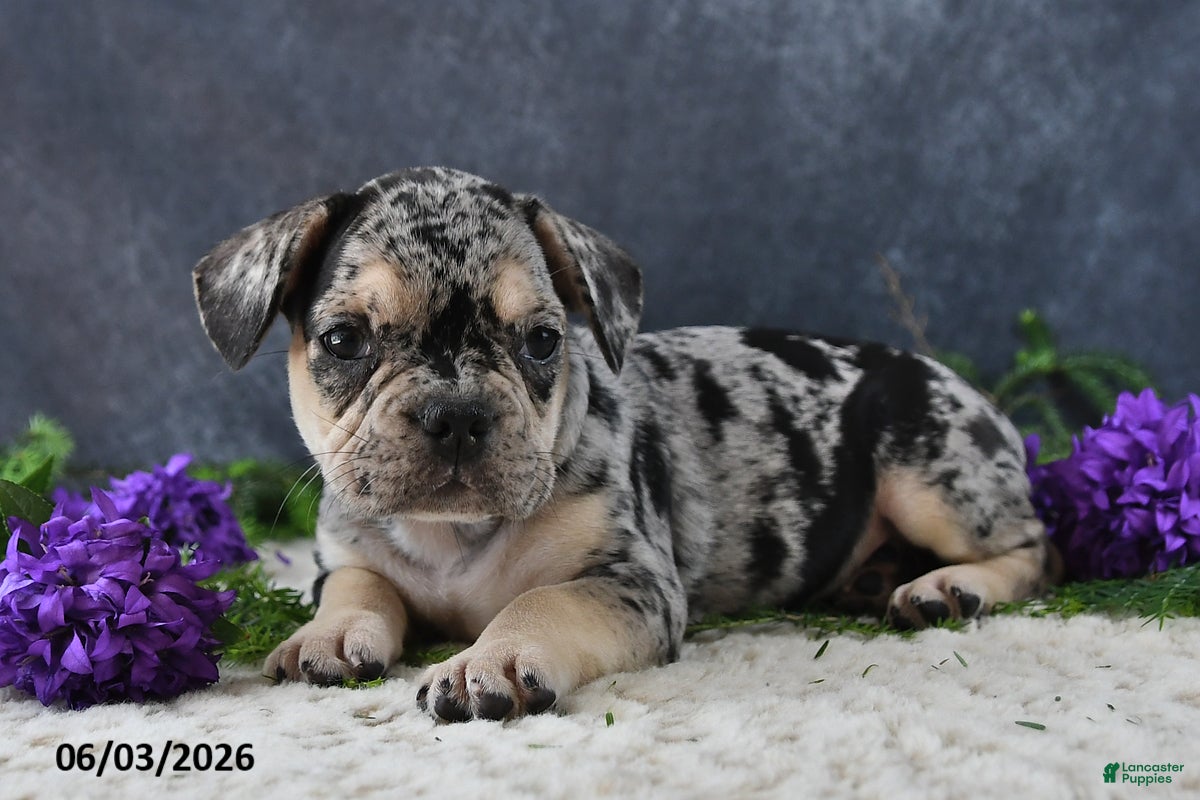 French Bulldog dogs Jordan - Ad 2