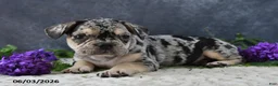 French Bulldog dogs for sale: Jordan - Ad 2