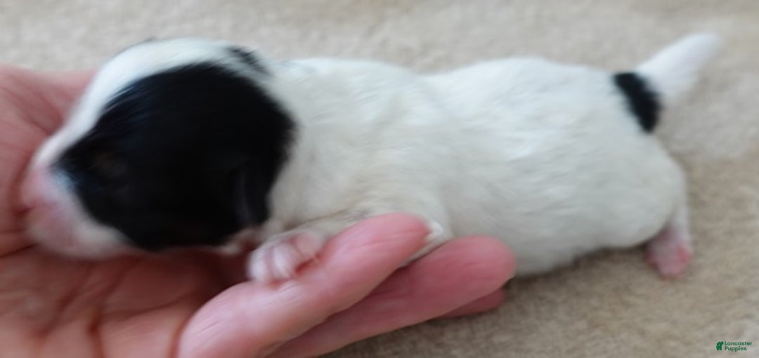 Yorkshire Terrier dogs for sale: Xena exotic parti - Ad 2