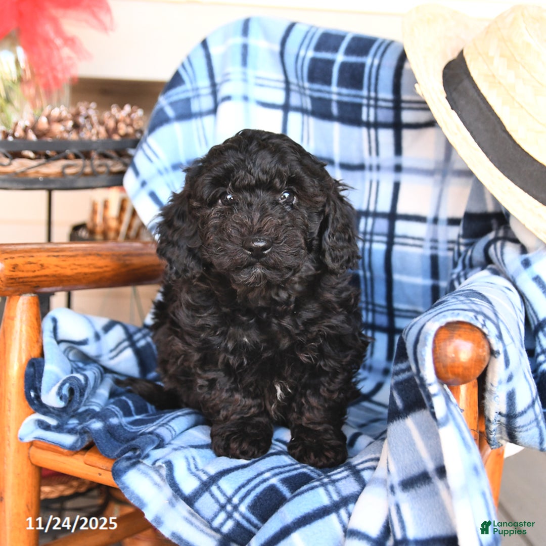 Miniature Poodle dogs for sale: Noel  - Ad 2