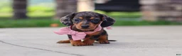 Miniature Dachshund dogs for sale: Agnes - Ad 3