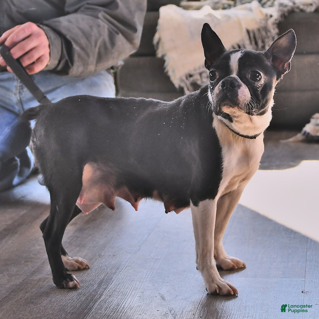 Boston Terrier dogs for sale: Juno - Ad 4