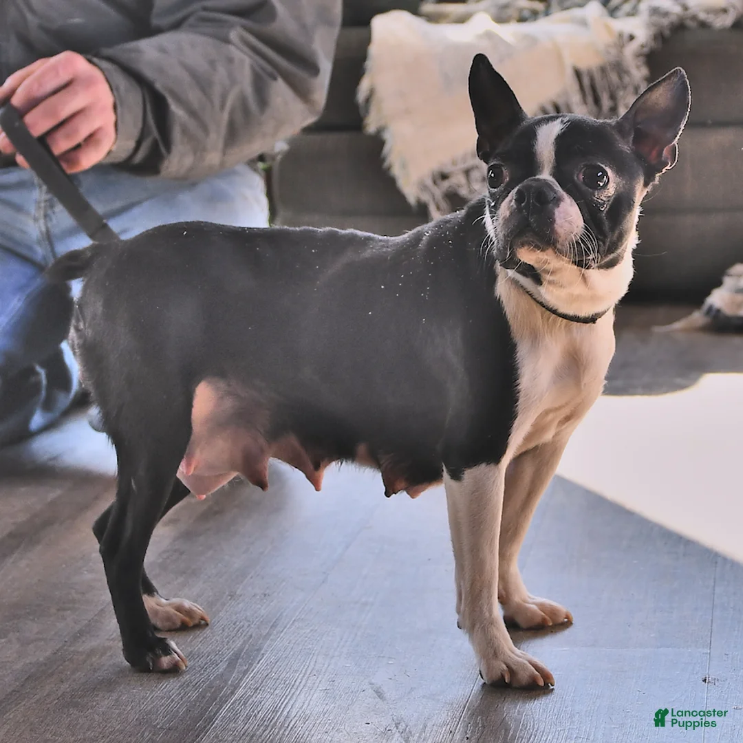 Boston Terrier dogs for sale: Jack  - Ad 10