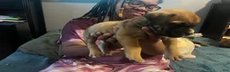 Mixed Breed dogs for sale: Chunk Rock - Ad 5
