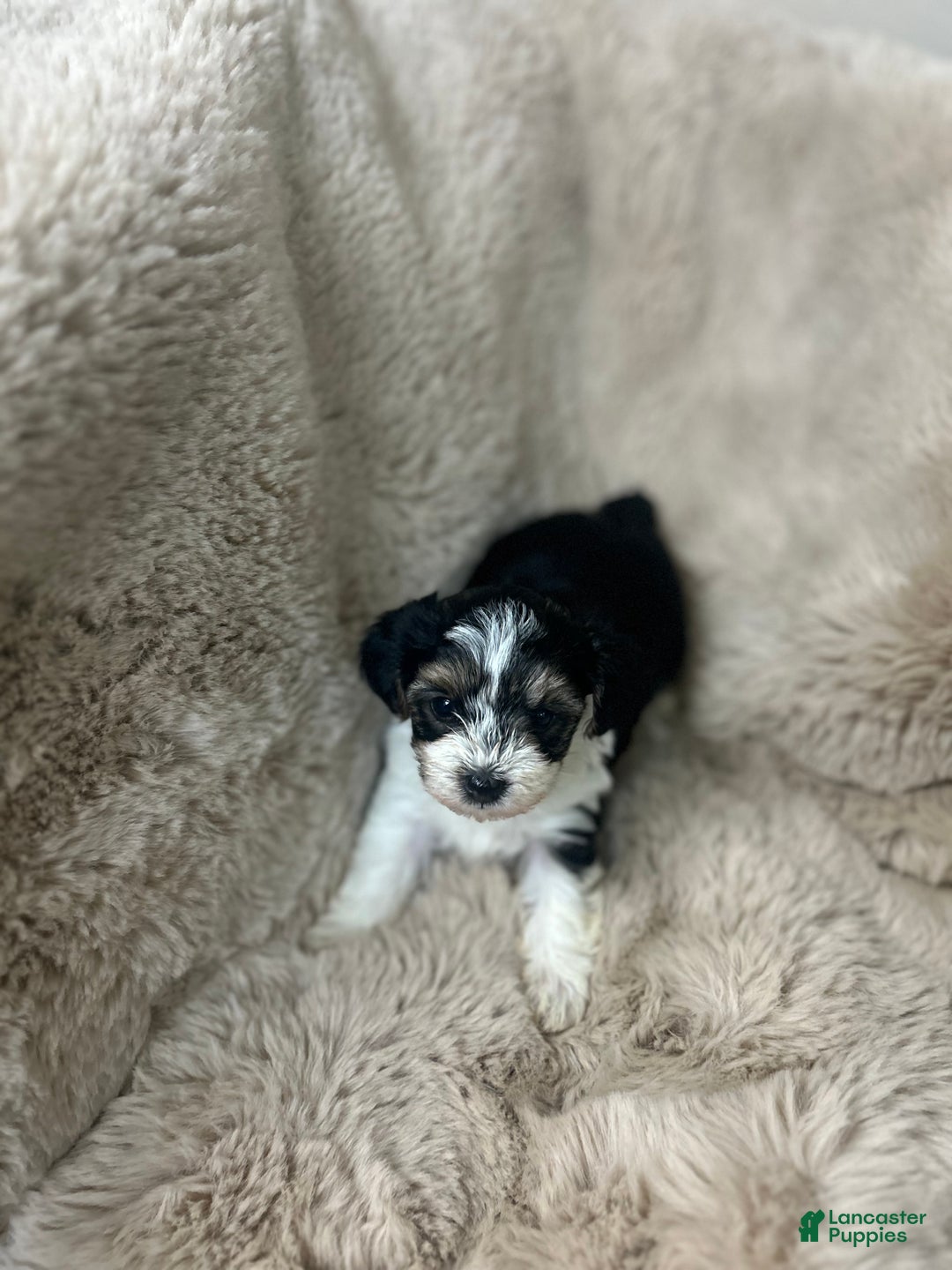 Morkie dogs for sale: Charlie - Ad 4