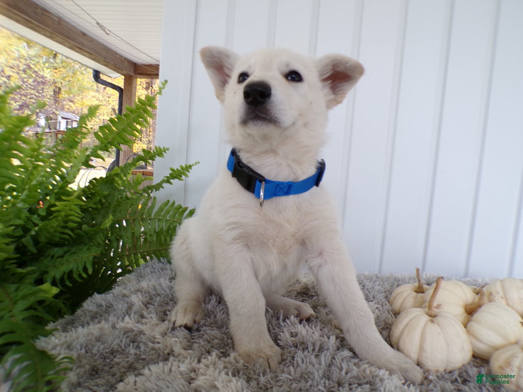 German Shepherd dogs for sale: German Shepherd Puppy 5 Wendy - Ad 3