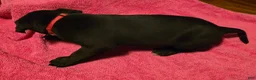 Mixed Breed dogs for sale: Hera - Ad 9
