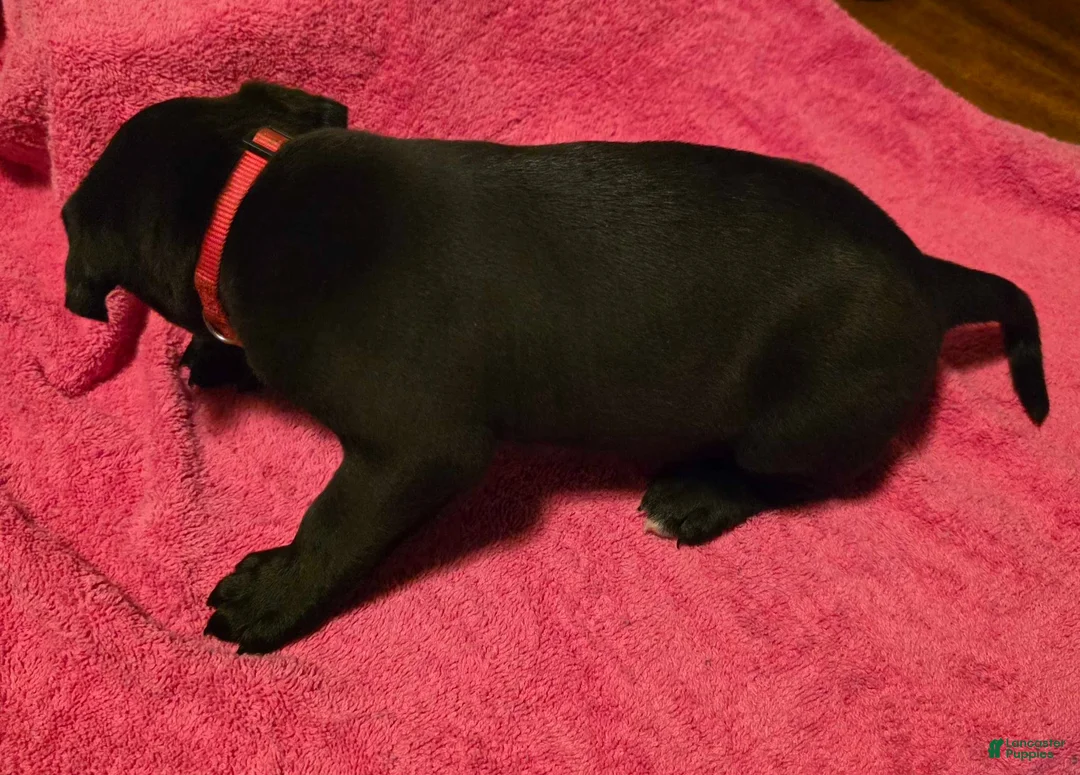 Mixed Breed dogs for sale: Hera - Ad 9