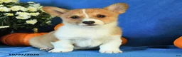 Welsh Corgi Pembroke dogs for sale: King - Ad 4