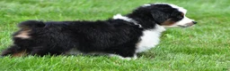 Miniature Australian Shepherd dogs for sale: Wilbur - Ad 10