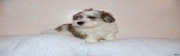 Shihpoo dogs for sale: Eric - Ad 2