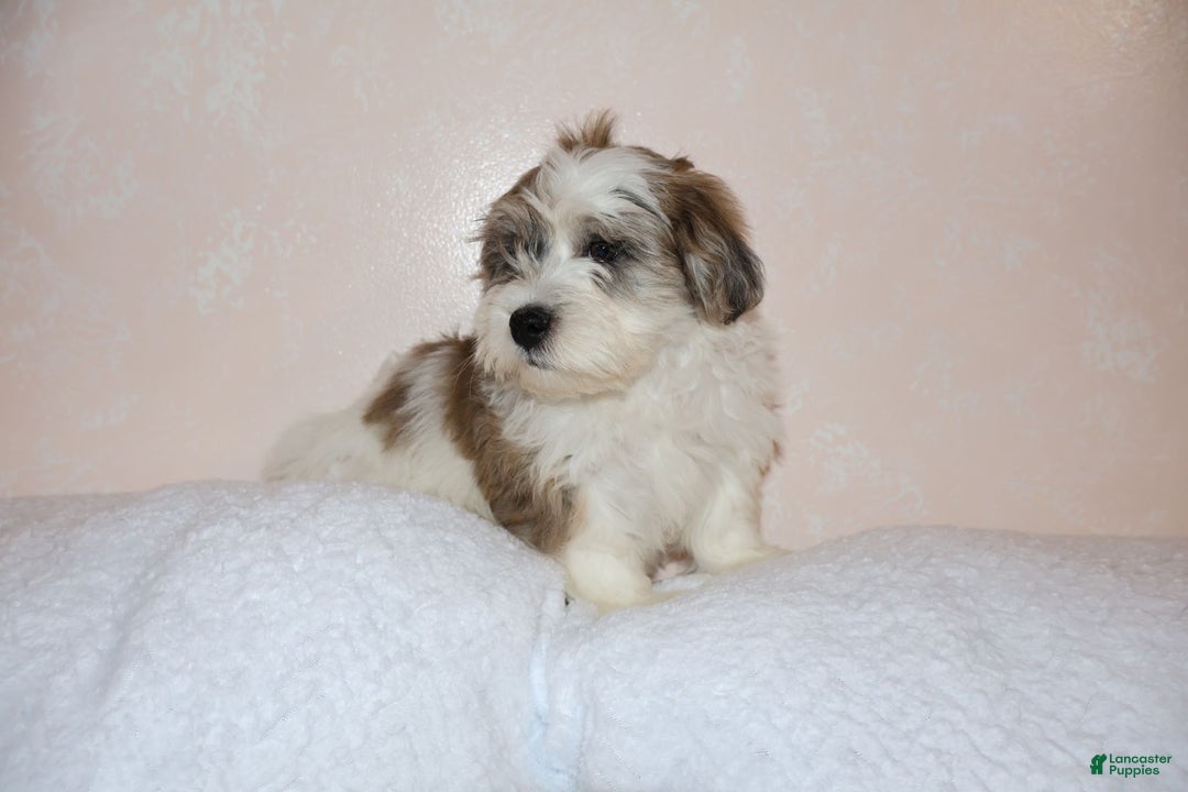 Shihpoo dogs for sale: Eric - Ad 2