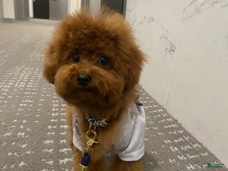 Toy Poodle dogs Toy Poodle Puppy 1 - Ad 10