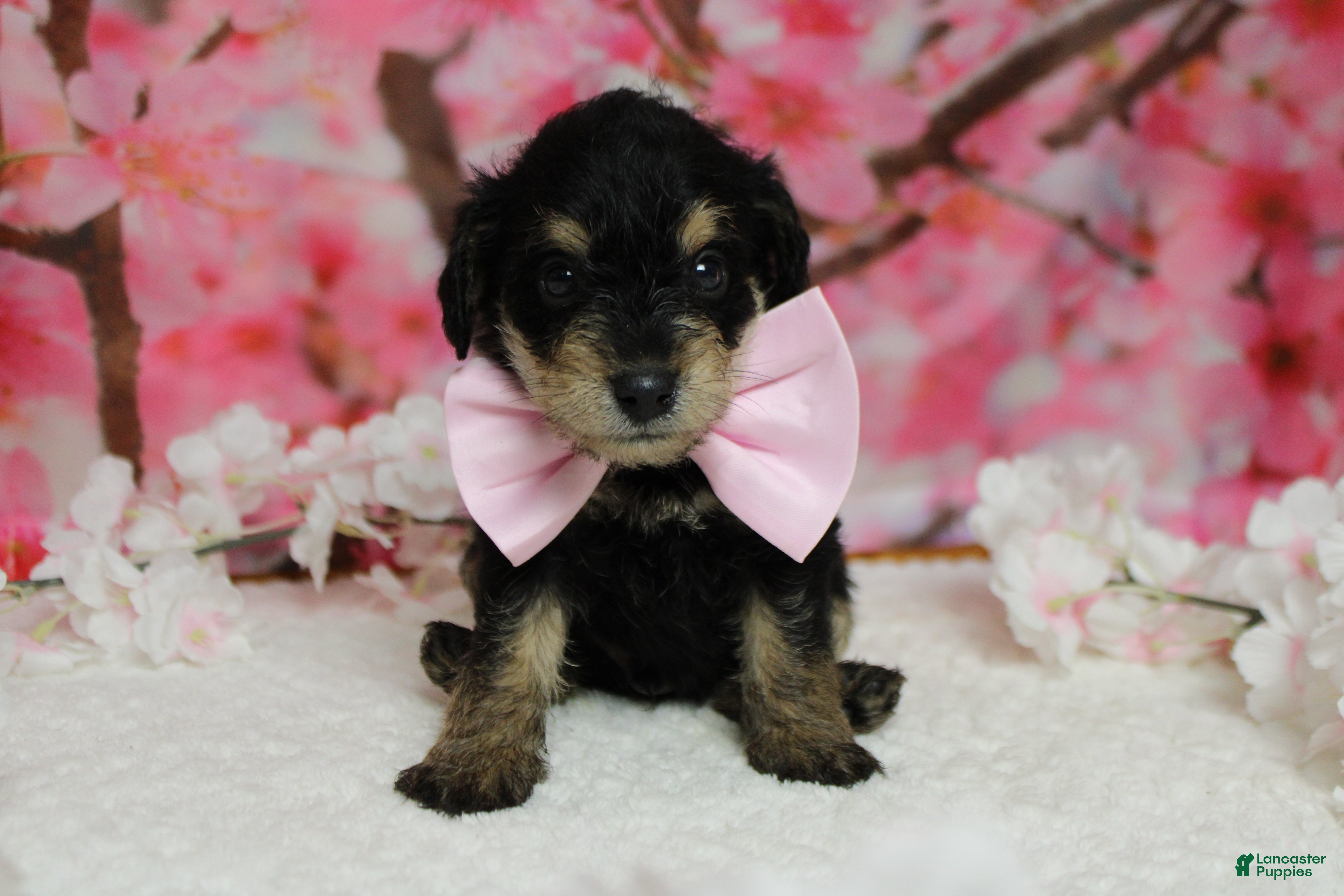 Schnoodle dogs Chardonnay  - Ad 9
