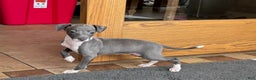Italian Greyhound dogs for sale: Lila - Ad 2