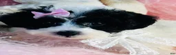 Toy Poodle dogs for sale: Toy Poodle 1 - Ad 3