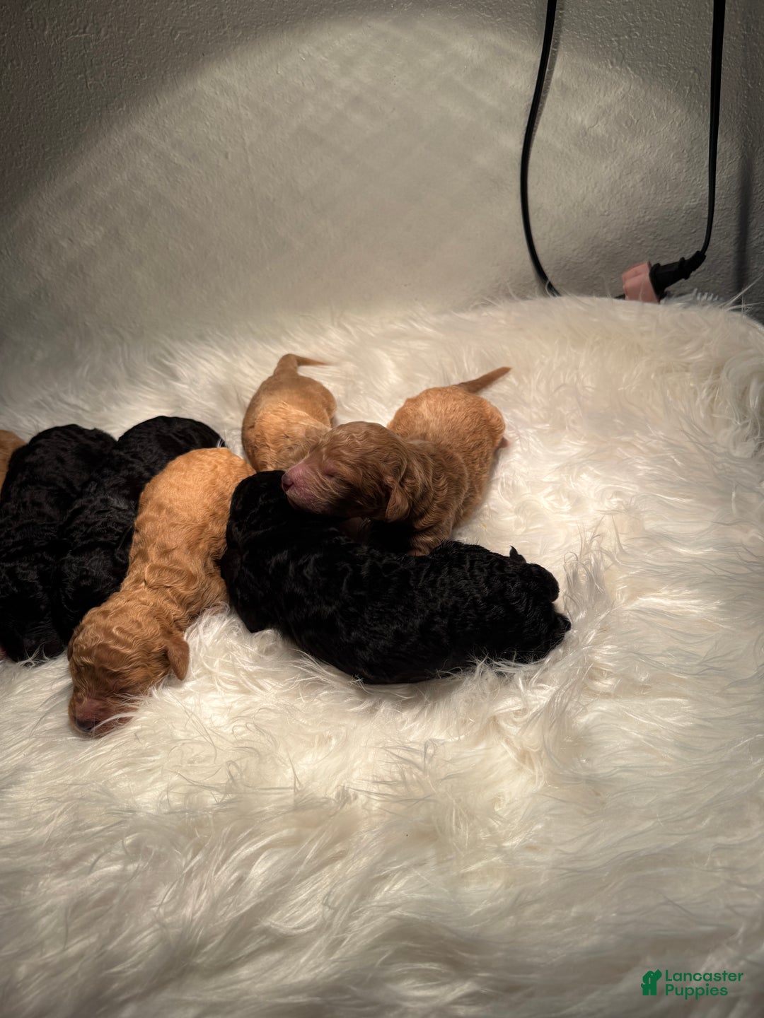 Standard Poodle dogs for sale: Standard Poodle Puppy 6 - Ad 21