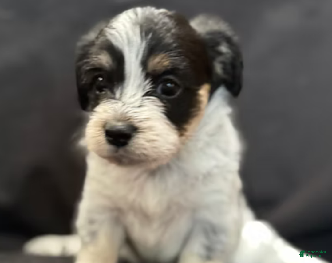 Corgipoo dogs for sale: Daisy - Ad 7