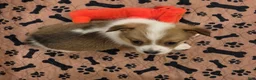 Mixed Breed dogs for sale: Male 2 - Ad 11